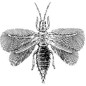 Subordo Terebrantia